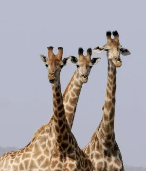 Hoe is de situatie in Zuid-Afrika?