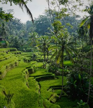 Waarom naar Bali