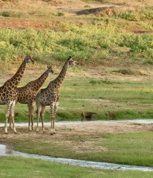 Redenen waarom je naar Zuid-Afrika moet!