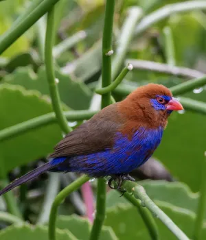 Regenseizoen Tanzania / Zanzibar Regenseizoen Tanzania / Zanzibar