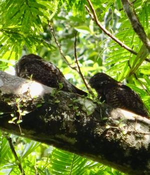 Temperatuur en klimaat Costa Rica