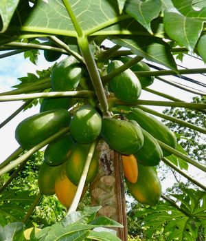 Kosten en prijzen Costa Rica