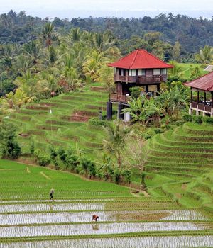 Kosten en budget Bali