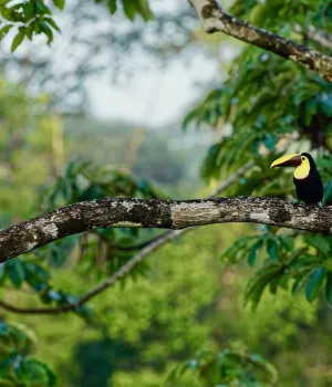 Zorg en verzekeringen Costa Rica