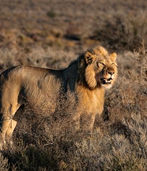 Lokale gebruiken Zuid-Afrika