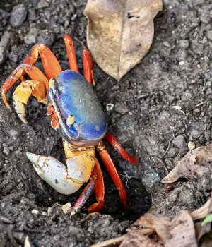 10 Redenen waarom je naar Costa Rica moet!