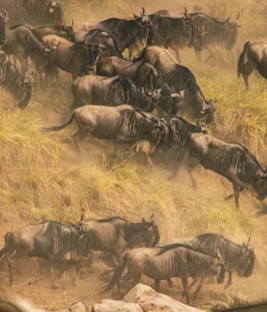 Tanzania: Grote Migratie Tanzania: Grote Migratie