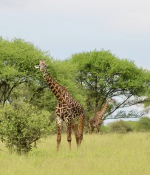 Visum Tanzania Visum Tanzania