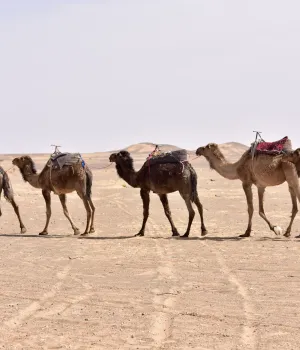 Is Marokko de moeite waard?