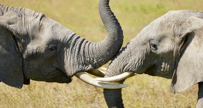 Tanzania en Zanzibar: safari en strand in 12 dagen