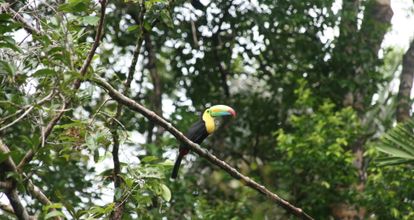 Costa Rica – jungle, vulkanen & Nicoya