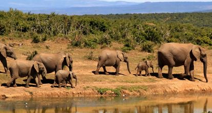 Kaapstad, safari en Victoria Falls - rondreis voor koppels