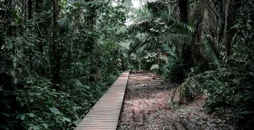 Tambopata Reserve & Canopy Walk
