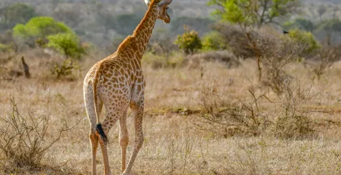 Op naar Johannesburg