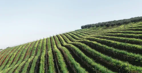 Op pad in de wijntram