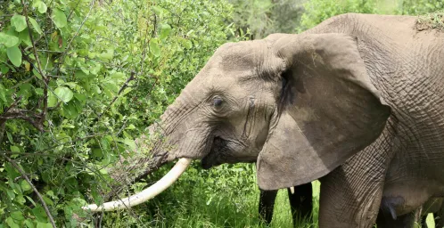 Tarangire Nationaal Park