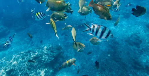 Snorkeltour bij de Gili eilanden