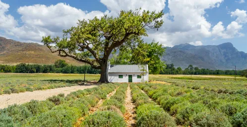 Wijnvelden in Franschhoek