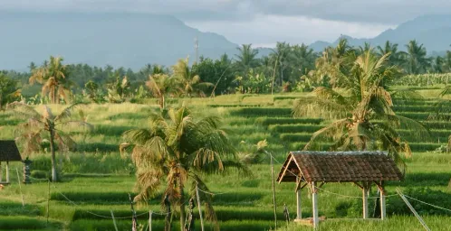Rijstvelden van Belimbing en watervallen