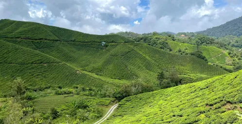 Cameron Highlands