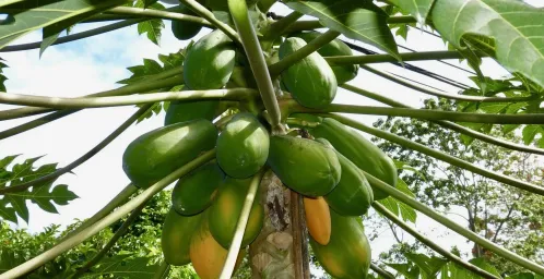 La Tigra - Sarapiqui