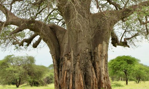 Hoe lang rondreizen in Tanzania?