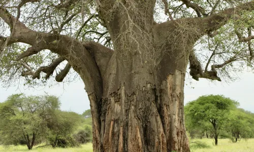 Hoe lang rondreizen in Tanzania?