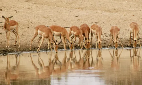 Taxi en vervoer Zuid-Afrika