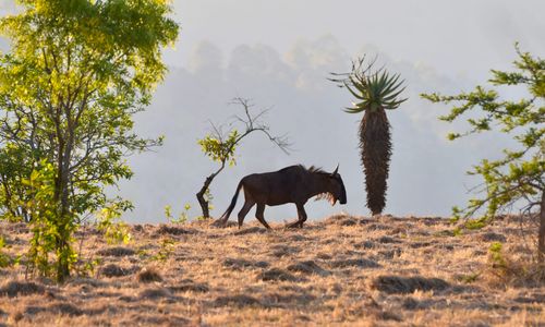 Reistempo met kinderen