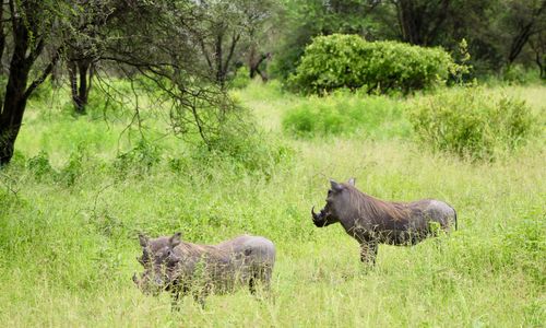 Is Tanzania de moeite waard?