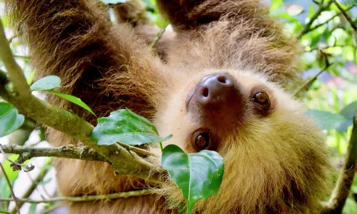 Hoe is de situatie in Costa Rica?