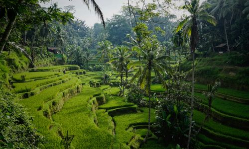 Waarom naar Bali