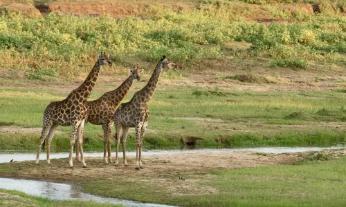 Redenen waarom je naar Zuid-Afrika moet!