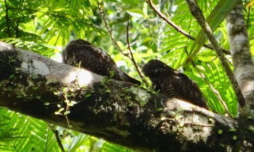 Temperatuur en klimaat Costa Rica