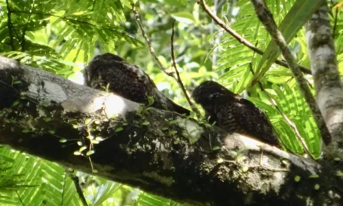 Temperatuur en klimaat Costa Rica