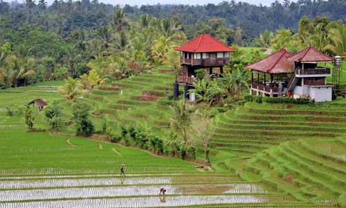 Kosten en budget Bali