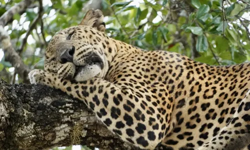 Is Sri Lanka de moeite waard?