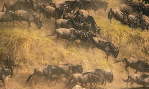 Tanzania: Grote Migratie