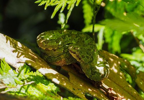 Dieren Costa Rica