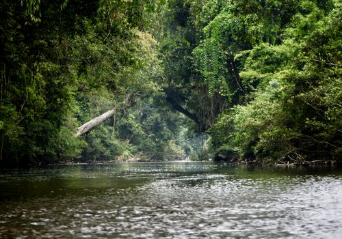 Taman Negara