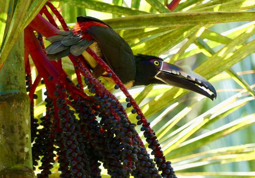 Dieren Costa Rica