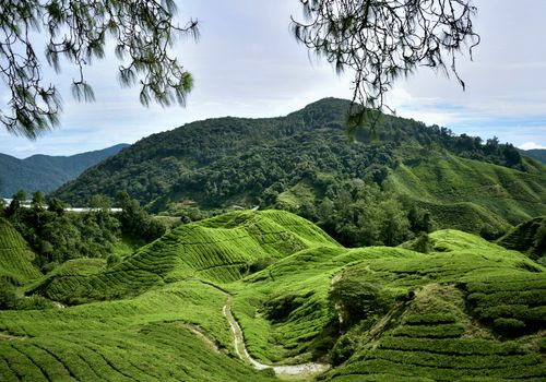 Cameron Highlands