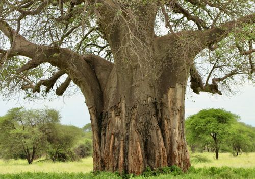 Tanzania Baobab