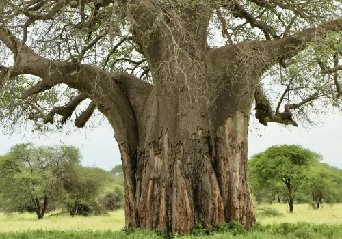 Tanzania Baobab