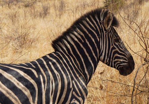 Zebra Zuid-Afrika