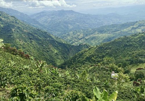 Koffiestreek Colombia