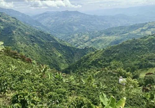 Koffiestreek Colombia