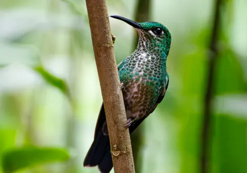 Puerto Viejo de Sarapiqui