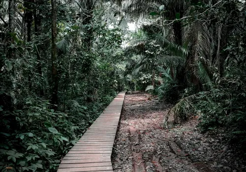 Tambopata Reserve & Canopy Walk
