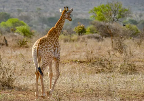 Op naar Johannesburg